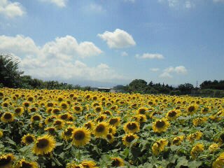 鷺ノ宮・中村橋・都立家政（中野区・練馬区）のマッサージサロンｗｉｓｈｔｉｍｅは子供連れＯＫ・女性専用・まつげパーマ・出張マッサージ